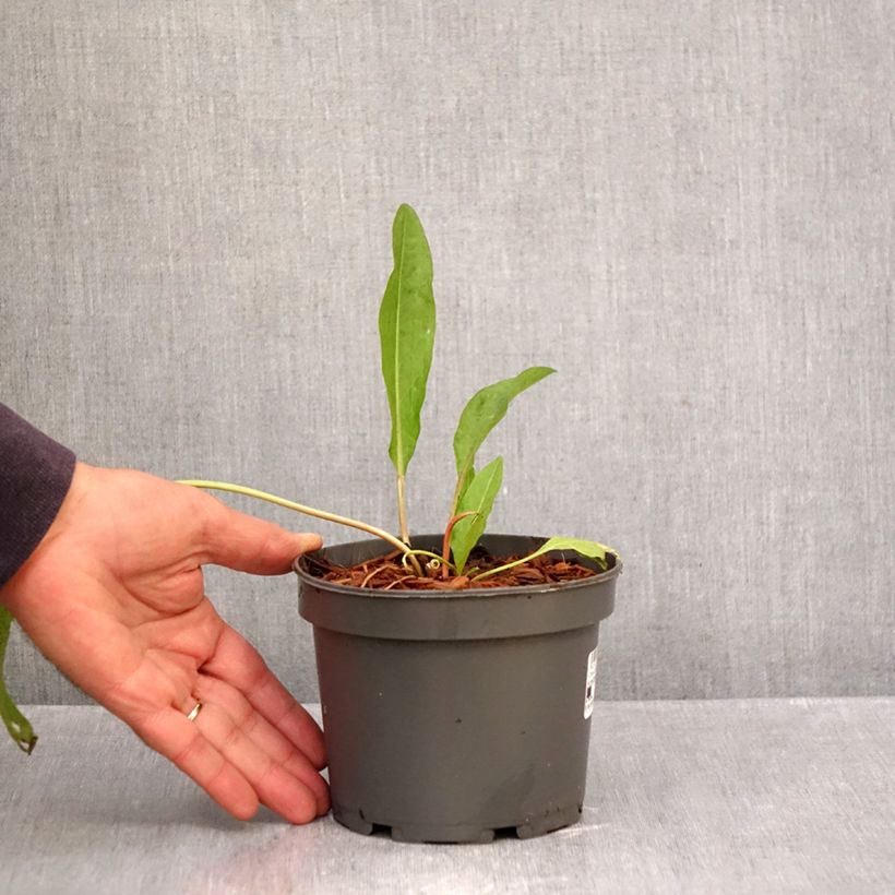 Spécimen de Oseille Epinard - Rumex patientia Pot de 1,5L/2L tel que livré en automne