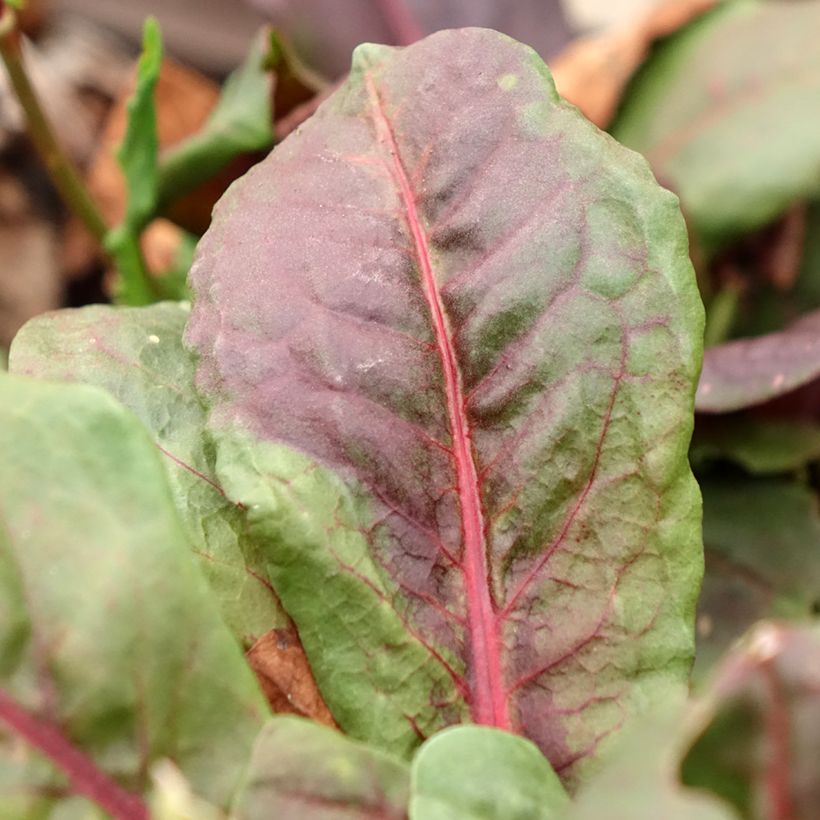 Oseille vierge rouge - Rumex arifolius Ruber (Feuillage)