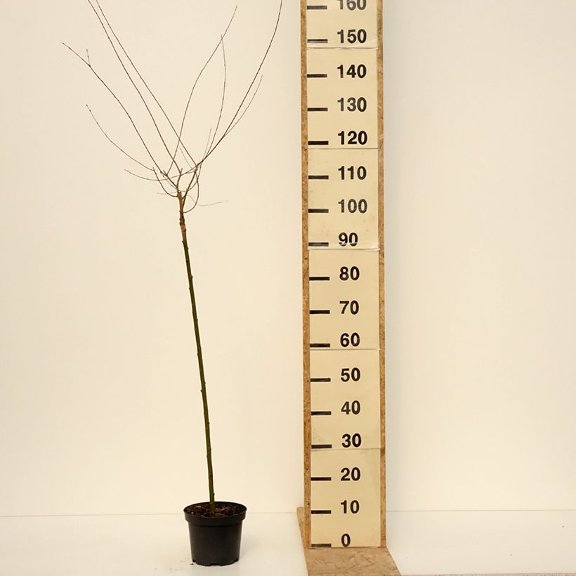 Spécimen de Osier rouge pleureur - Salix purpurea Pendula Pot de 3L/4L, Tige tel que livré au printemps