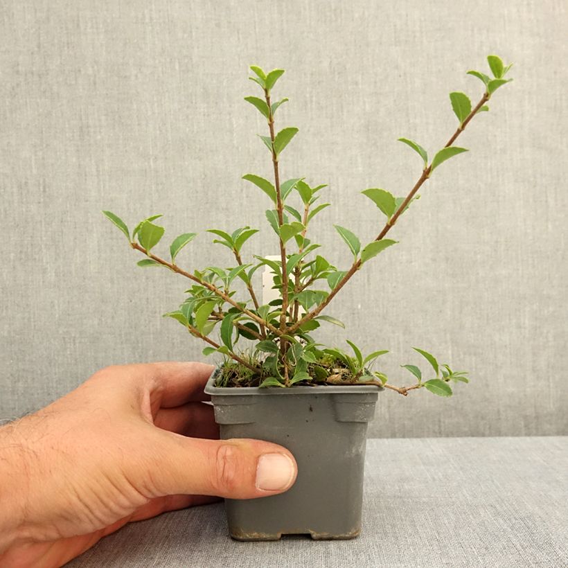 Spécimen de Osmanthus delavayi - Osmanthe de Delavay Godet de 8/9 cm tel que livré en été