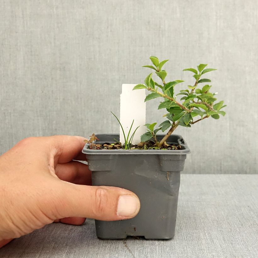 Spécimen de Osmanthus delavayi - Osmanthe de Delavay Godet de 8/9 cm tel que livré au printemps