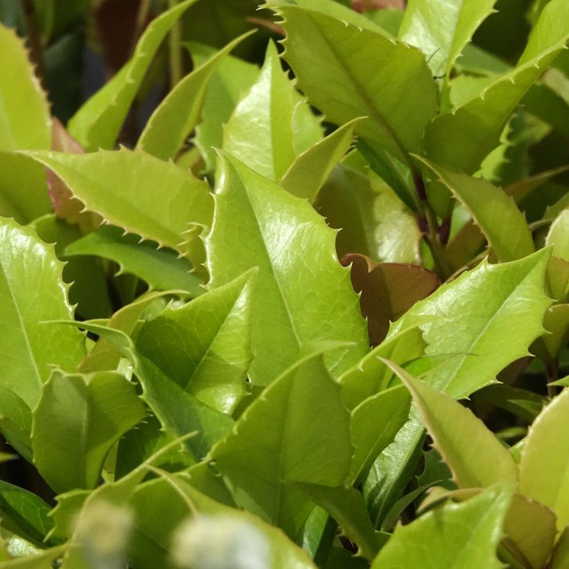 Osmanthus fortunei - Osmanthe de Fortune (Feuillage)