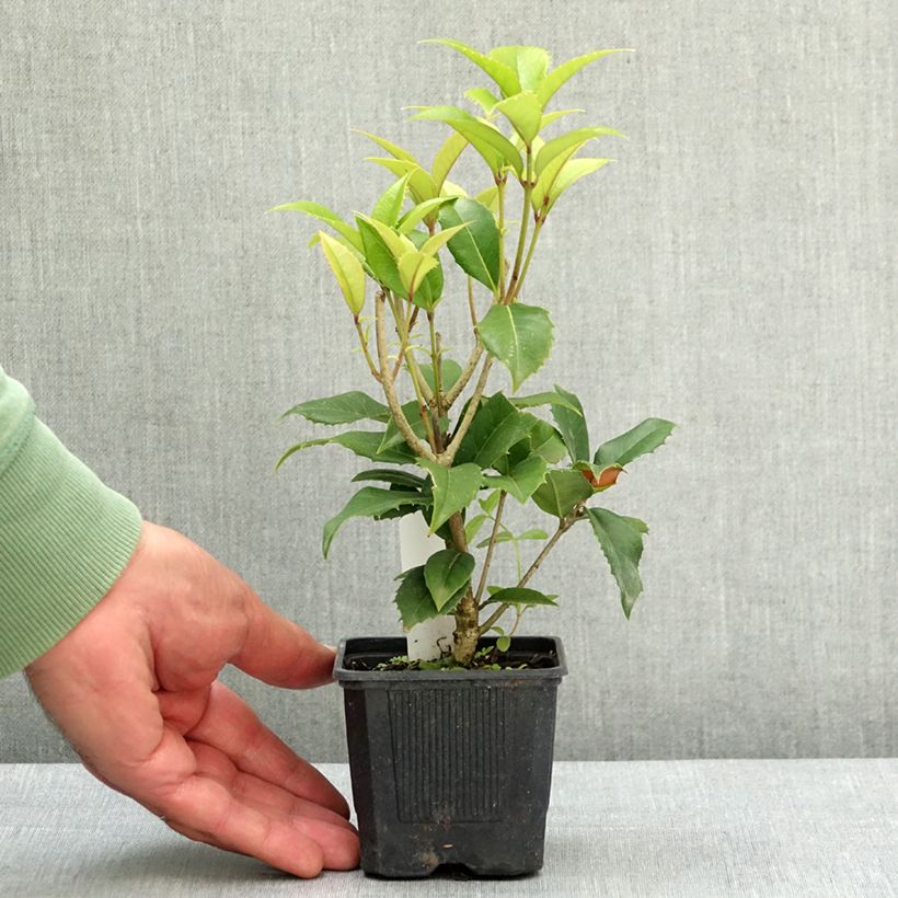 Spécimen de Osmanthus fortunei - Osmanthe de Fortune Godet de 8/9 cm tel que livré au printemps