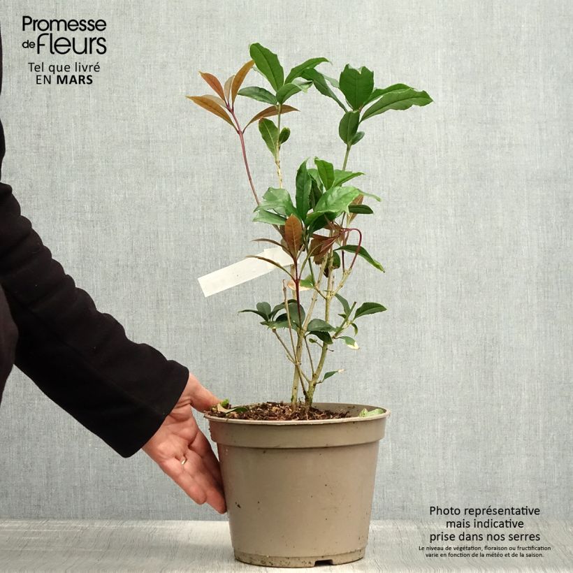 Spécimen de Osmanthus fragrans Aurantiacus - Osmanthe parfumé Pot de 2L/3L tel que livré au printemps