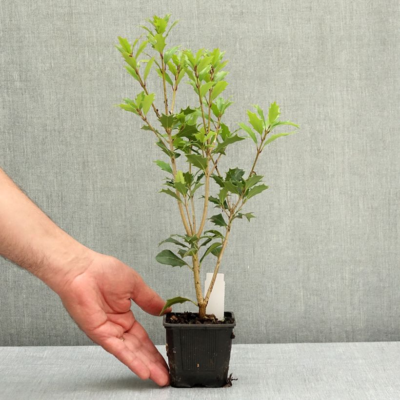 Spécimen de Osmanthus heterophyllus - Osmanthe à feuilles de houx Godet de 8/9 cm tel que livré au printemps