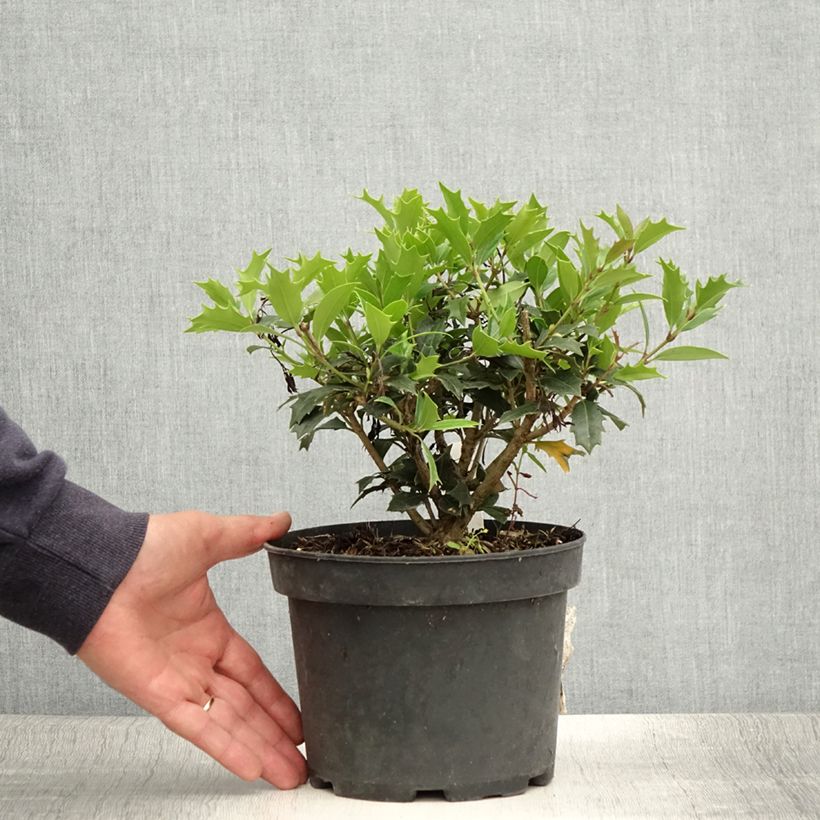 Spécimen de Osmanthus heterophyllus - Osmanthe à feuilles de houx Pot de 3L/4L tel que livré en été
