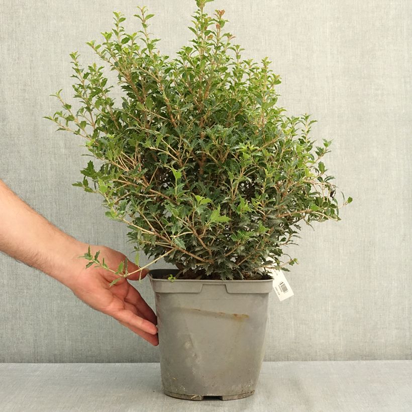 Spécimen de Osmanthus heterophyllus Perfumed Princess - Osmanthe Pot de 4L/5L tel que livré en été