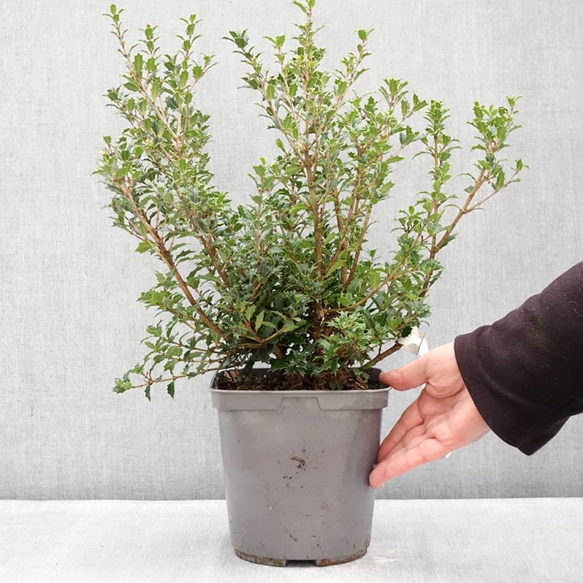 Spécimen de Osmanthus heterophyllus Perfumed Princess - Osmanthe Pot de 4L/5L tel que livré en hiver