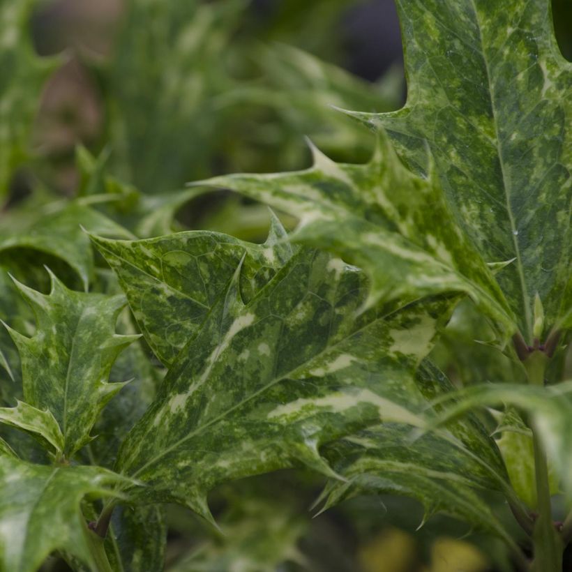Osmanthus heterophyllus tricolor (Feuillage)