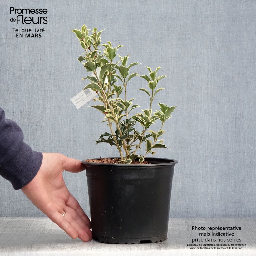 Spécimen de Osmanthus heterophyllus Variegatus - Osmanthe panaché Pot de 3L/4L tel que livré au printemps