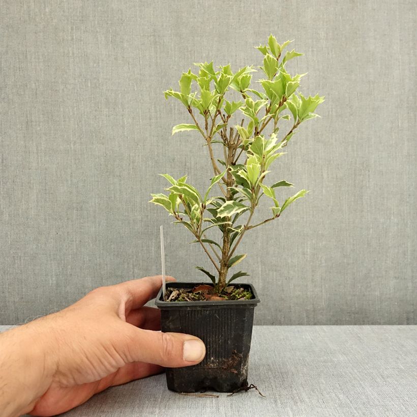 Spécimen de Osmanthus heterophyllus Variegatus - Osmanthe panaché Godet de 8/9 cm tel que livré au printemps