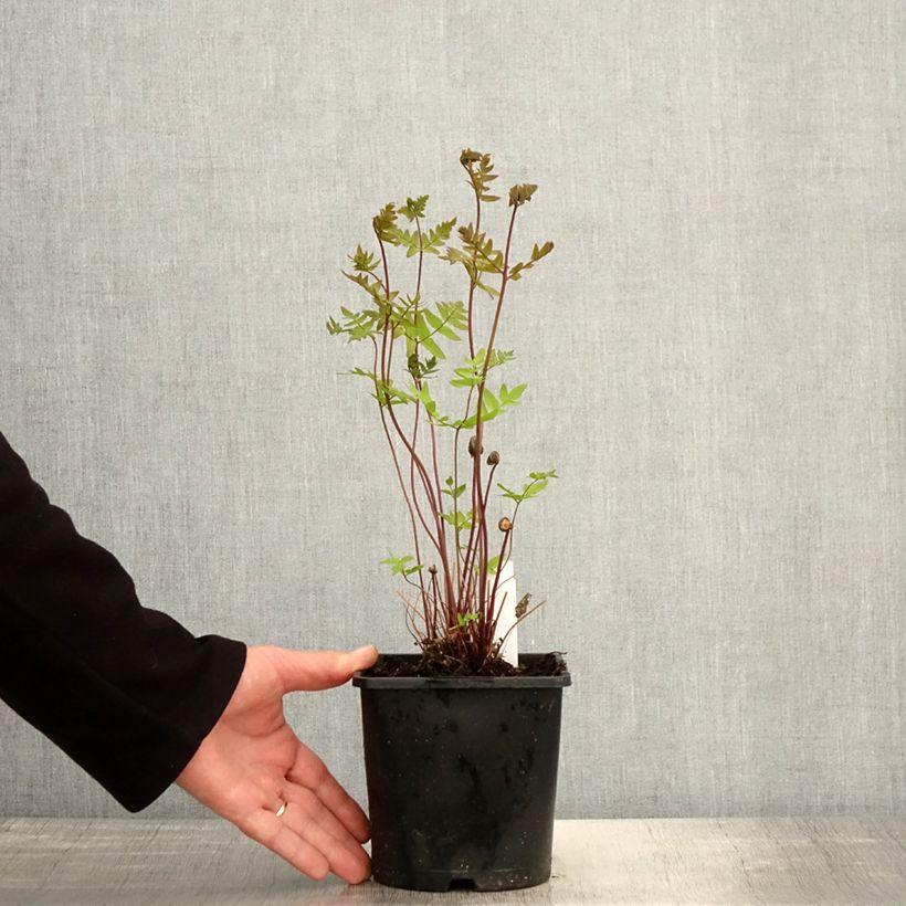 Example of Osmunda regalis Purpurascens - Osmonde royale, fougère Pot de 2L/3L as you get in printemps