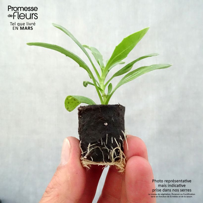 Example of Osteospermum Dalina Orange Mini-motte Ø 3/4 cm as you get in printemps