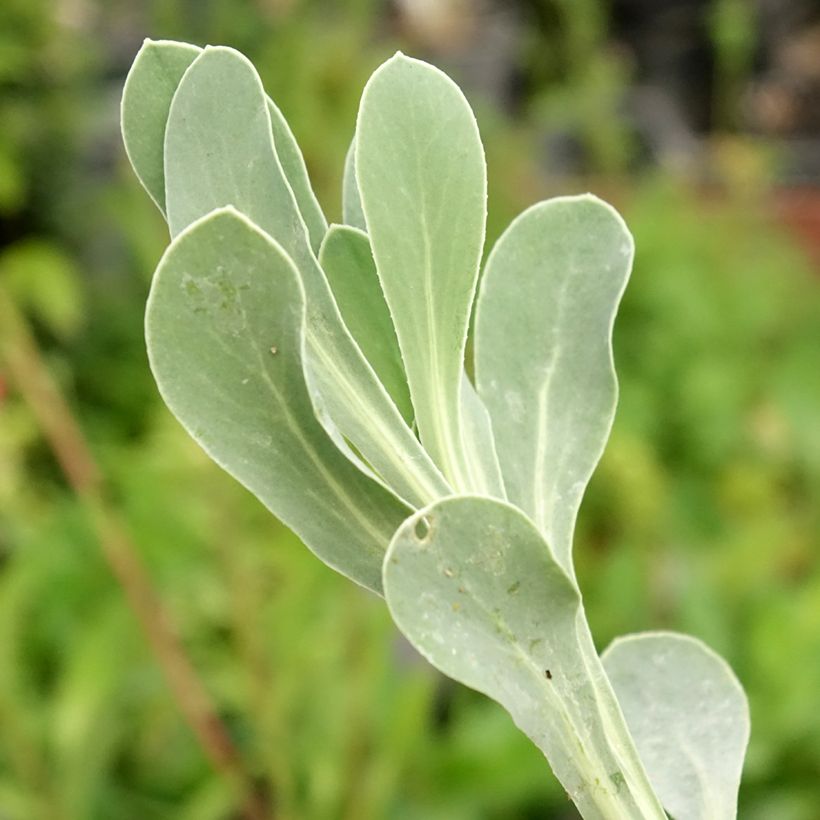 Othonna ou Othonnopsis cheirifolia - Othonne à feuilles de giroflée (Foliage)
