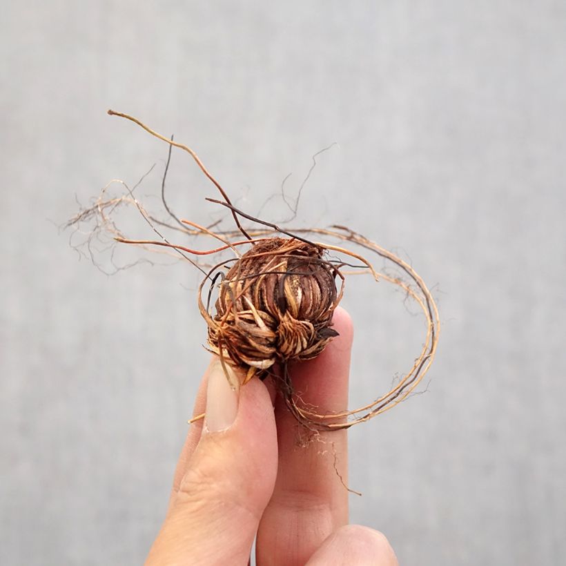 Spécimen de Oxalis adenophylla Bulbe calibre 6+ tel que livré au printemps