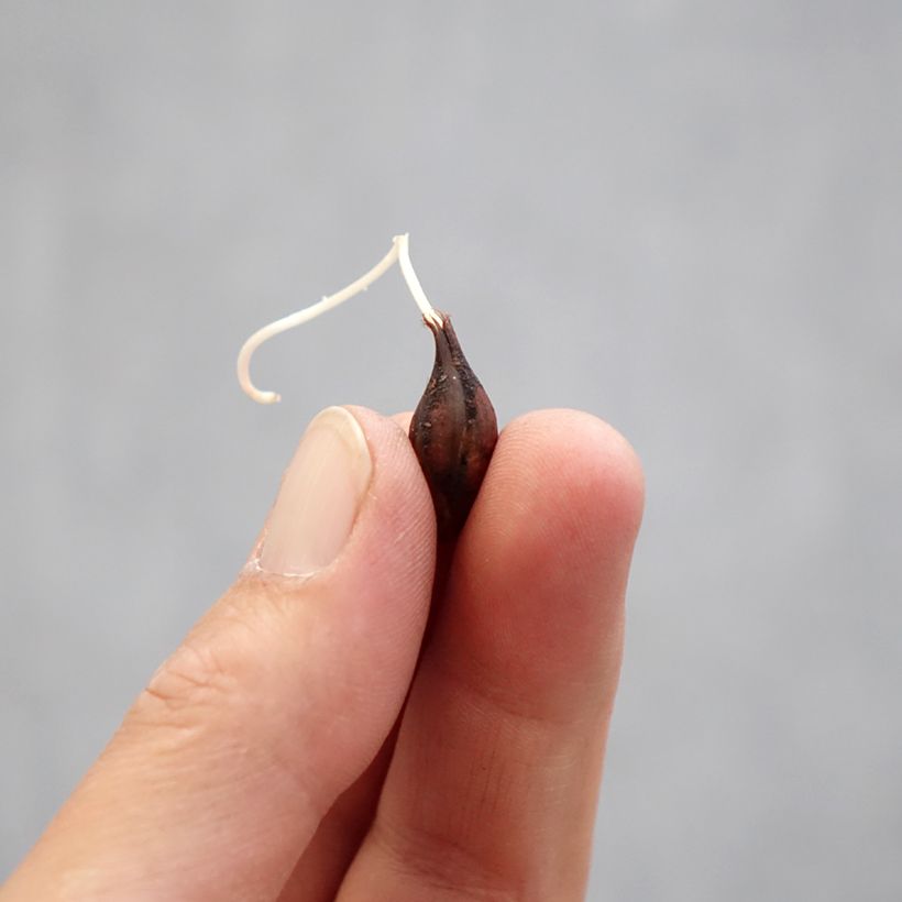 Spécimen de Oxalis Double Pink Wonder Bulbe calibre I tel que livré au printemps