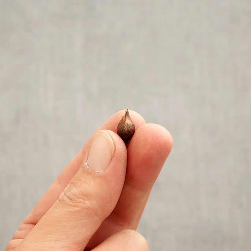 Spécimen de Oxalis purpurea Alba Bulbe calibre I tel que livré au printemps