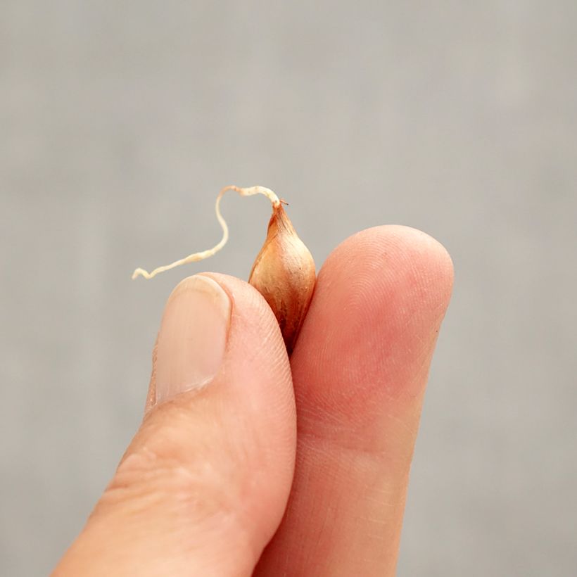 Spécimen de Oxalis purpurea Ken Aslet Bulbe calibre I tel que livré au printemps