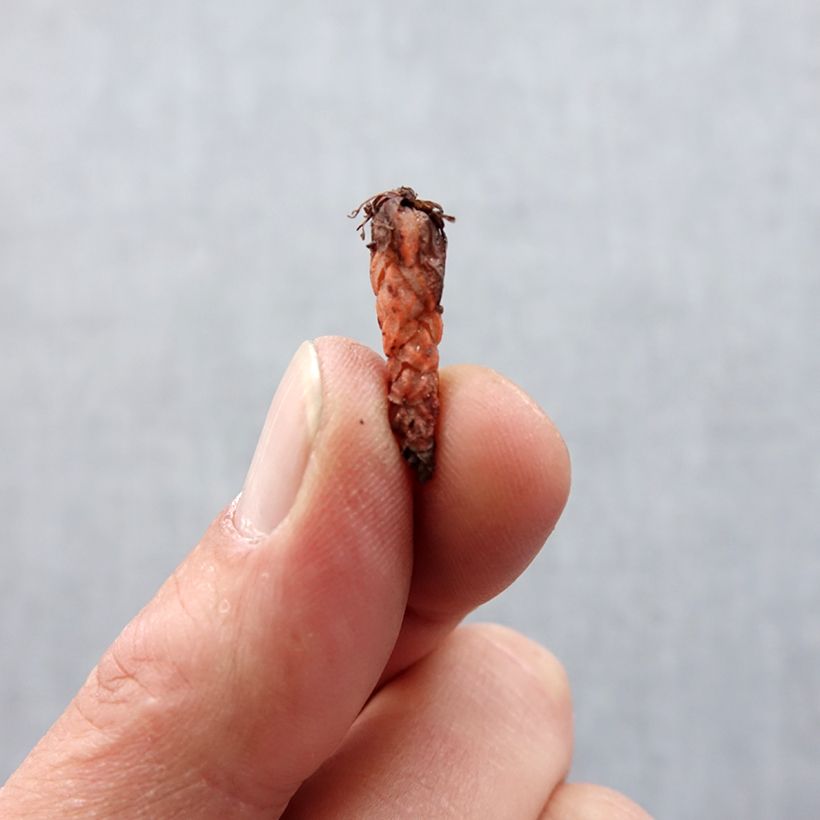 Spécimen de Oxalis triangularis Fanny Bulbe calibre I tel que livré au printemps