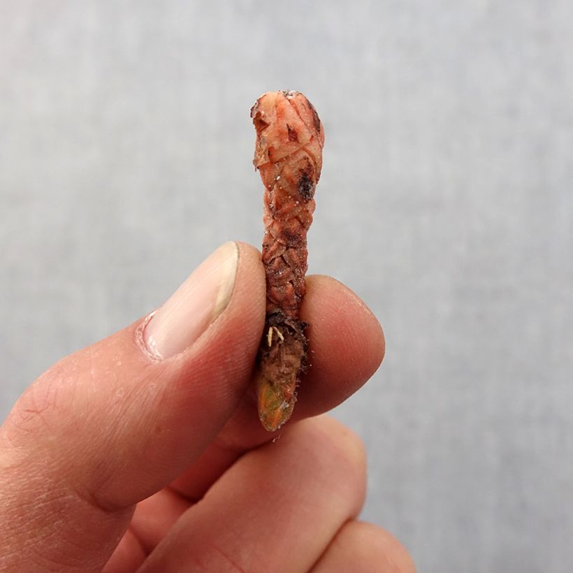 Spécimen de Oxalis triangularis Marmer Bulbe calibre I tel que livré au printemps