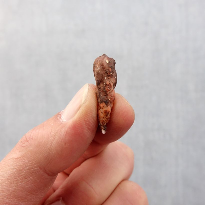 Spécimen de Oxalis triangularis ssp.papilionacea Atropurpurea Bulbe calibre I tel que livré au printemps