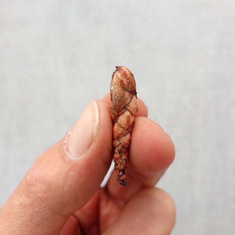 Spécimen de Oxalis triangularis - Trèfle pourpre Bulbe calibre I tel que livré au printemps