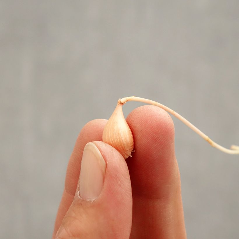 Spécimen de Oxalis versicolor Autumn Pink Bulbe calibre I tel que livré au printemps