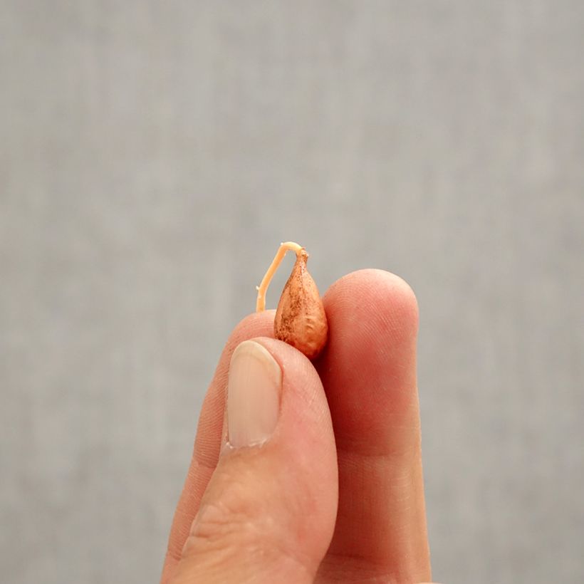 Spécimen de Oxalis versicolor Bulbe calibre I tel que livré au printemps