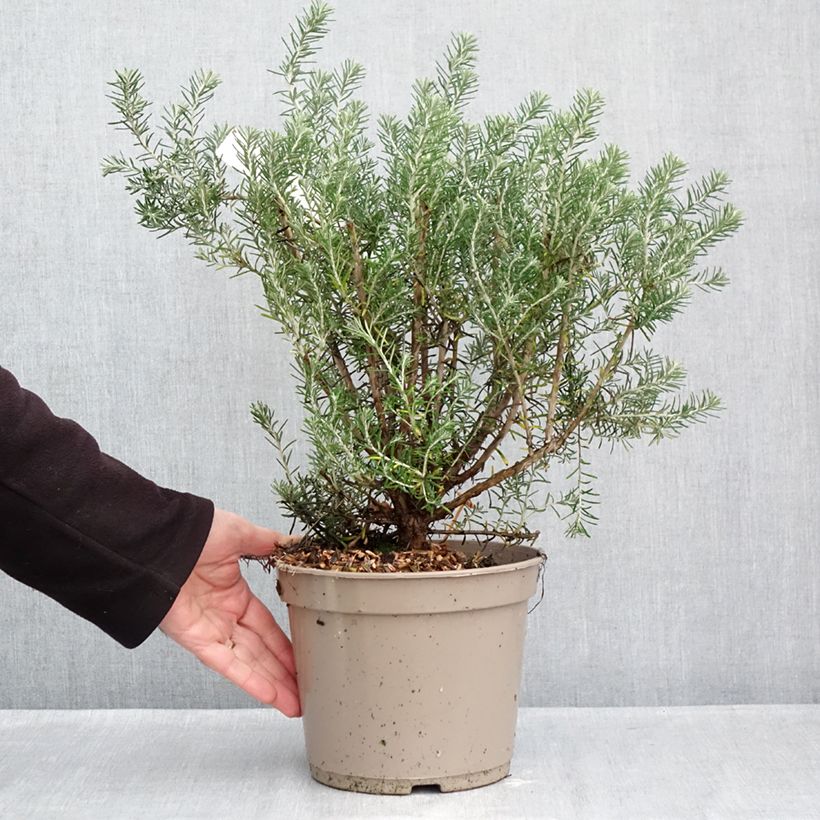 Spécimen de Ozothamnus rosmarinifolius Silver Jubilee - Fleur de riz à feuille de romarin Pot de 4L/5L tel que livré en automne
