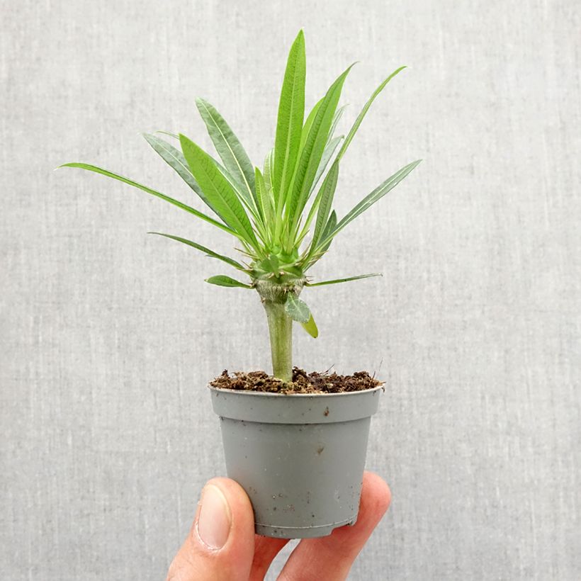 Spécimen de Pachypodium lamerei - Palmier de Madagascar Mini-plante tel que livré au printemps