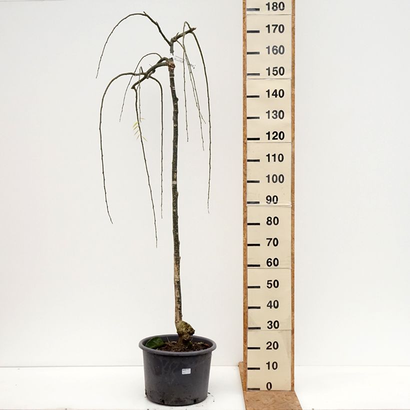 Spécimen de Pagode japonaise - Sophora japonica Pendula Pot de 20L/25L, Demi-Tige, Demi-tige 6/8 tel que livré en automne