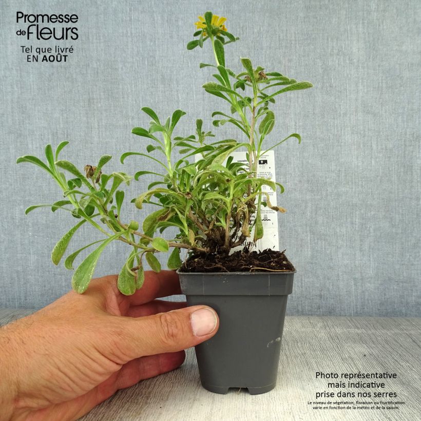 Example of Pallenis maritima Aurelia Gold - Astérolide maritime Godet de 8/9 cm as you get in ete