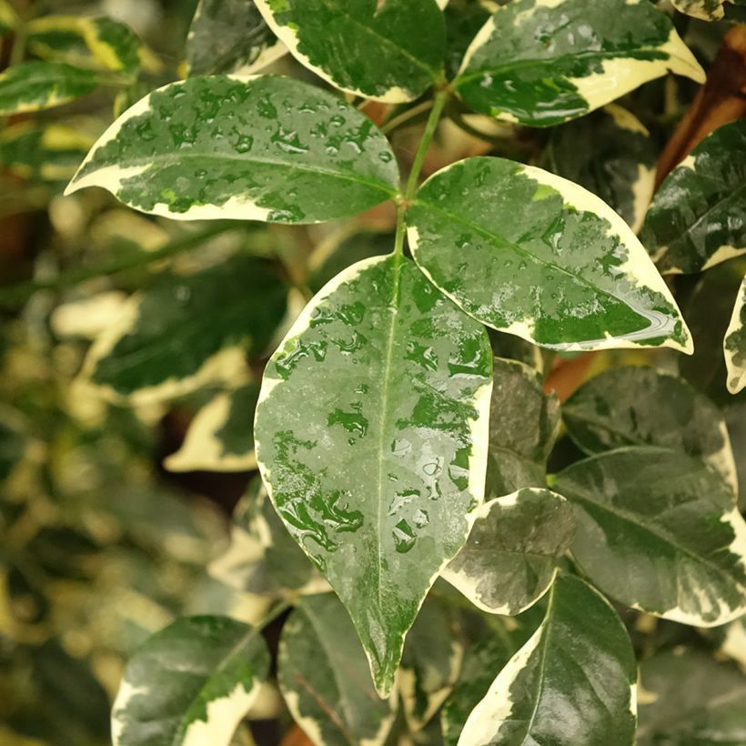 Pandorea jasminoides Variegata - Bignone faux jasmin  (Foliage)