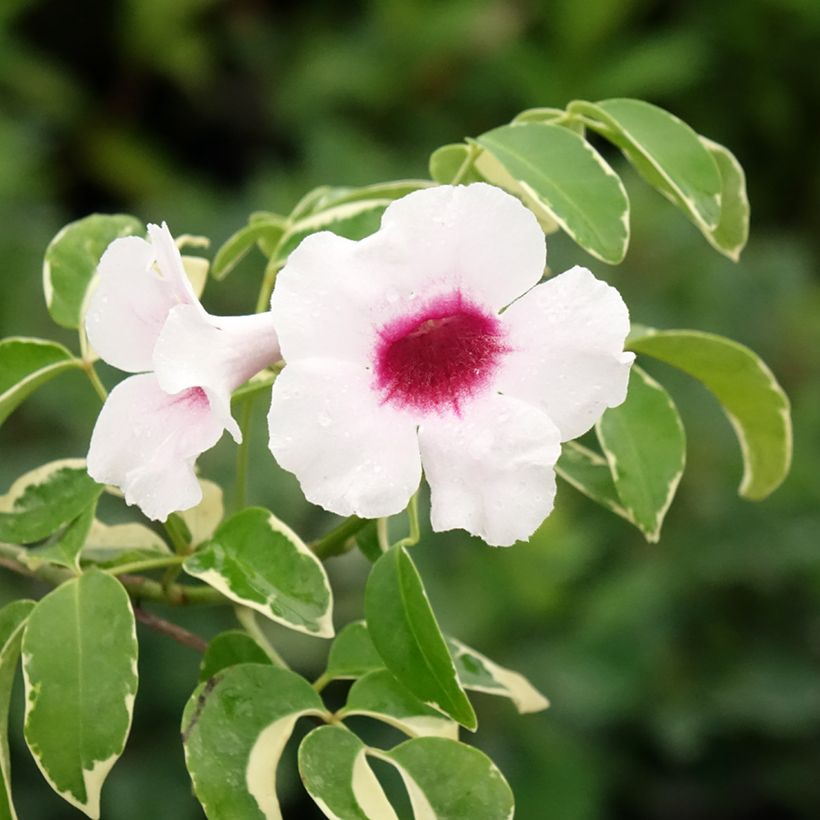Pandorea jasminoides Variegata - Bignone faux jasmin  (Flowering)