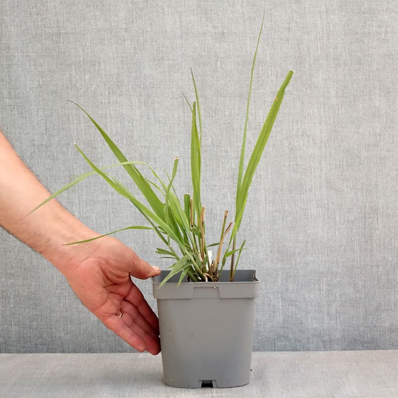 Spécimen de Panic érigé - Panicum virgatum Dallas Blues  Pot de 2L/3L tel que livré au printemps