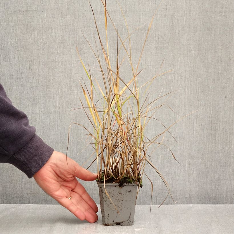 Spécimen de Panic érigé - Panicum virgatum Hanse Herms  Godet de 8/9 cm tel que livré en automne