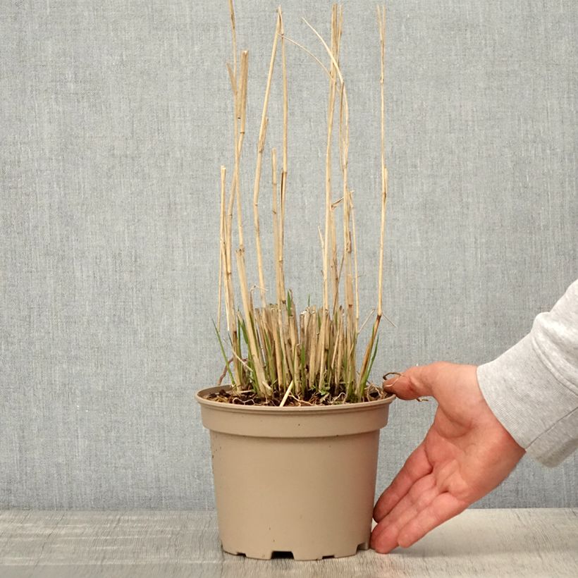 Spécimen de Panic érigé - Panicum virgatum Northwind  Pot de 2L/3L tel que livré au printemps