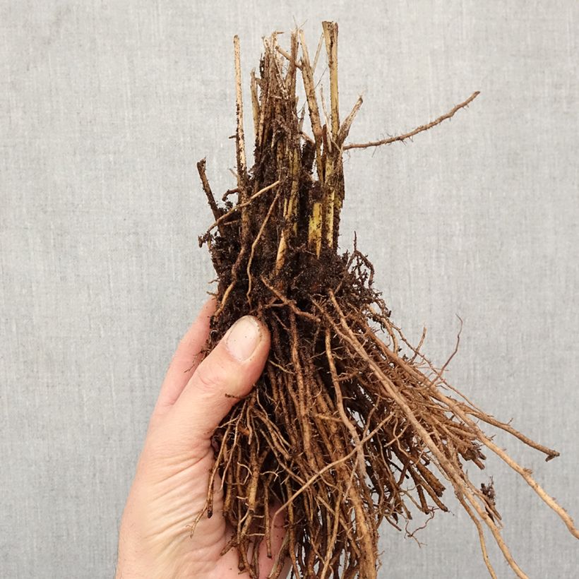 Spécimen de Panic érigé - Panicum virgatum Northwind  Racines nues tel que livré en hiver