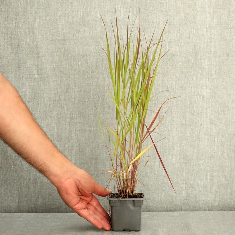 Spécimen de Panic érigé - Panicum virgatum Purple Tears Godet de 8/9 cm tel que livré en été