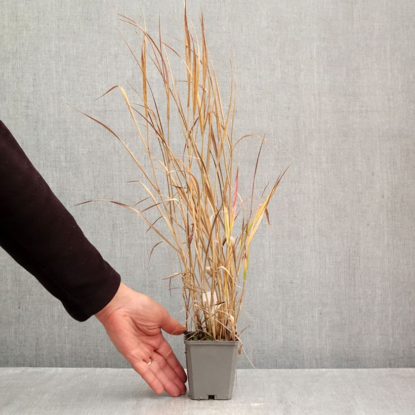 Spécimen de Panic érigé, Panicum virgatum Rotstrahlbusch Godet de 8/9 cm tel que livré en automne