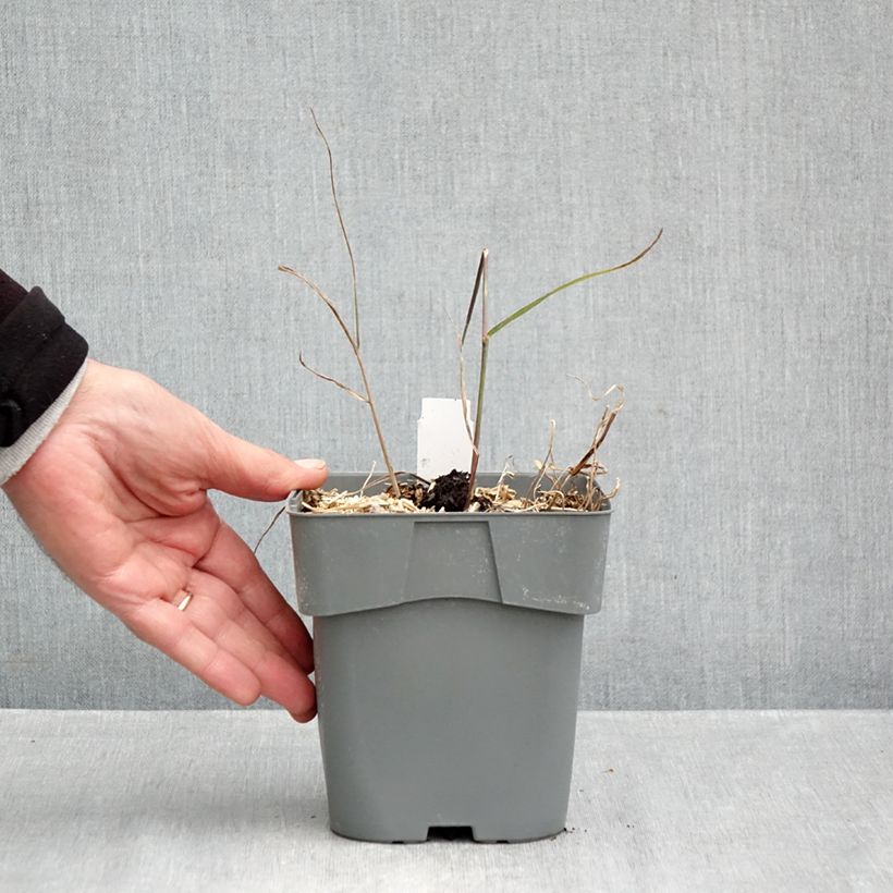 Spécimen de Panicum virgatum Purple Breeze Pot de 3L/4L tel que livré en automne