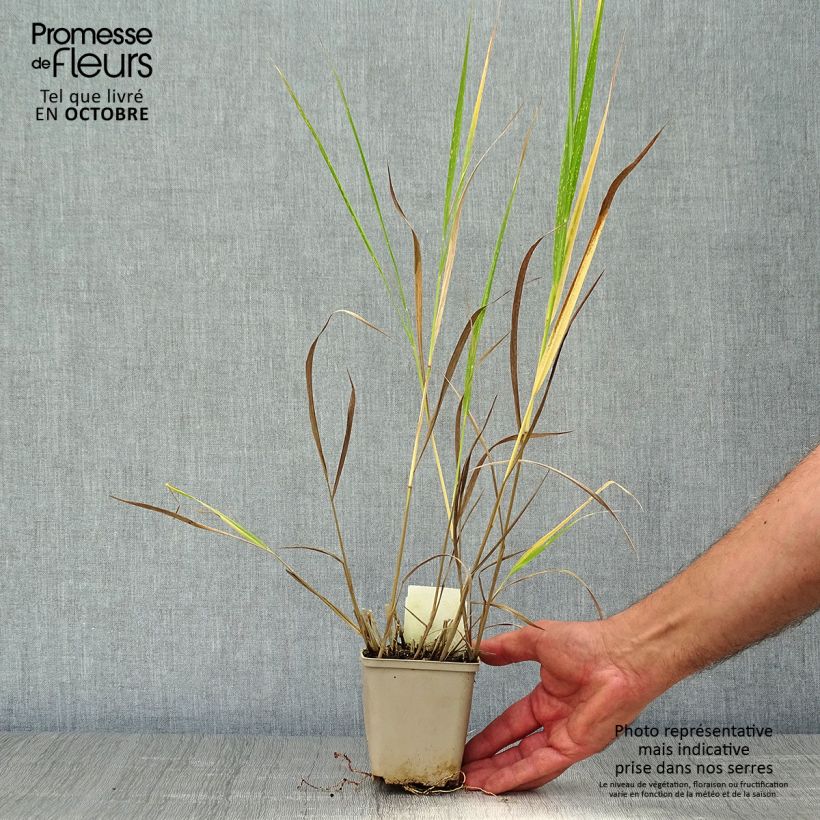 Spécimen de Panicum virgatum Squaw - Panic érigé  Godet de 8/9 cm tel que livré en automne