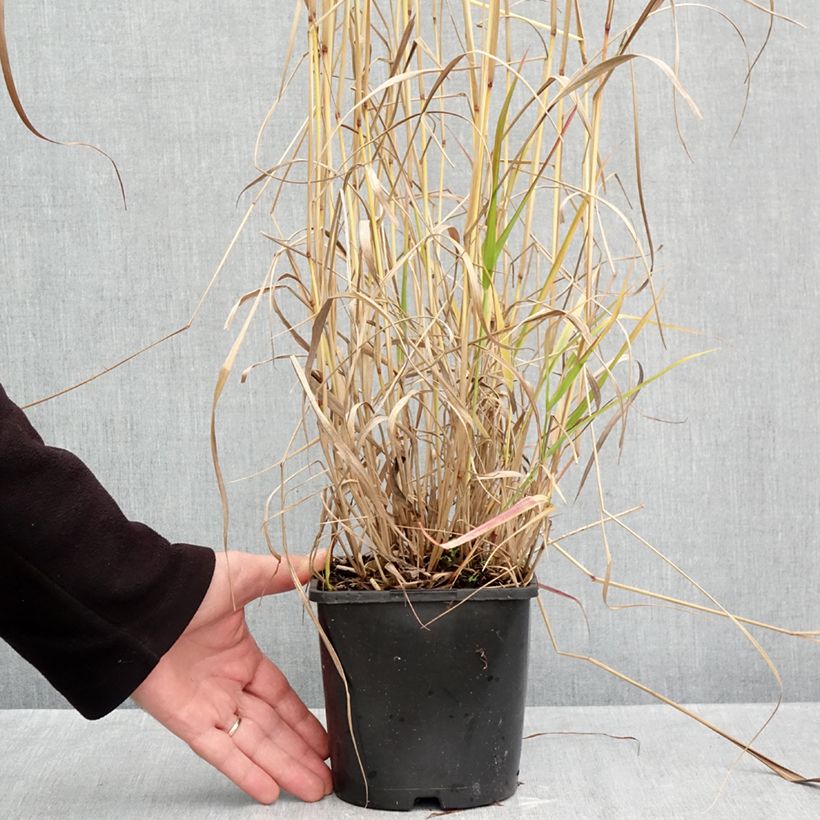 Spécimen de Panicum virgatum Squaw - Panic érigé  Pot de 2L/3L tel que livré en automne
