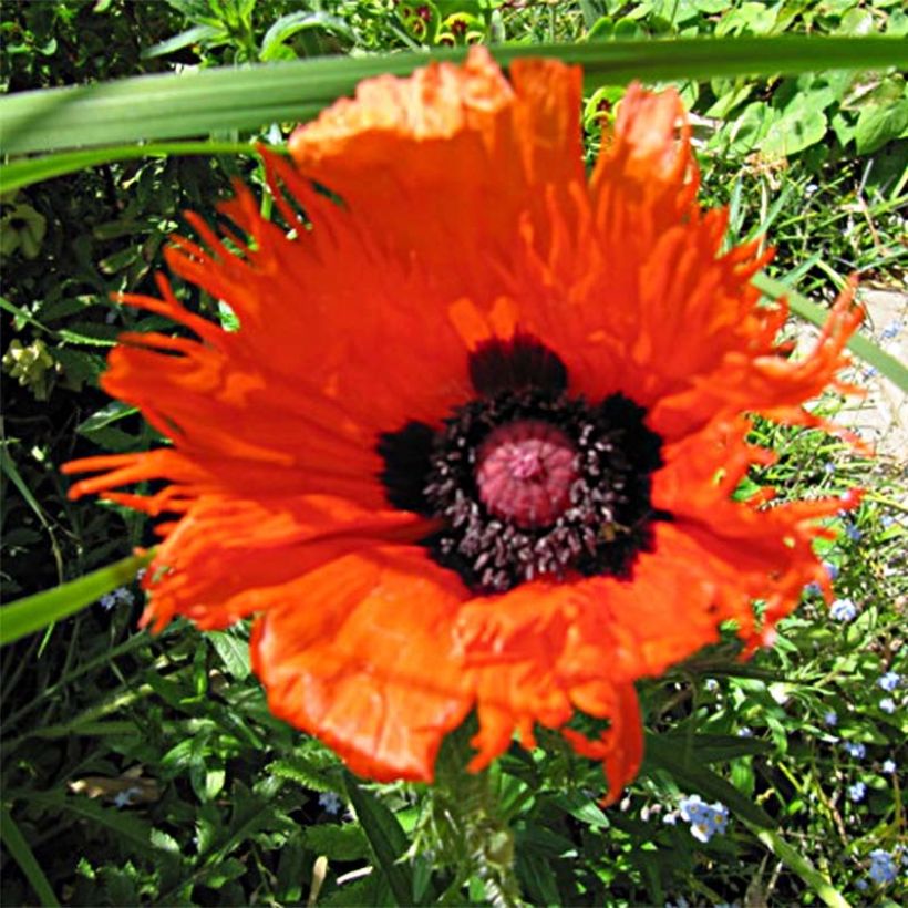 Pavot d'Orient Curlilocks - Papaver orientale (Flowering)