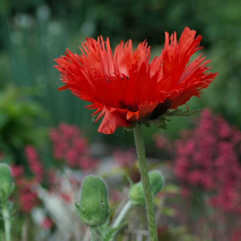 Pavot d'Orient Curlilocks - Papaver orientale (Plant habit)