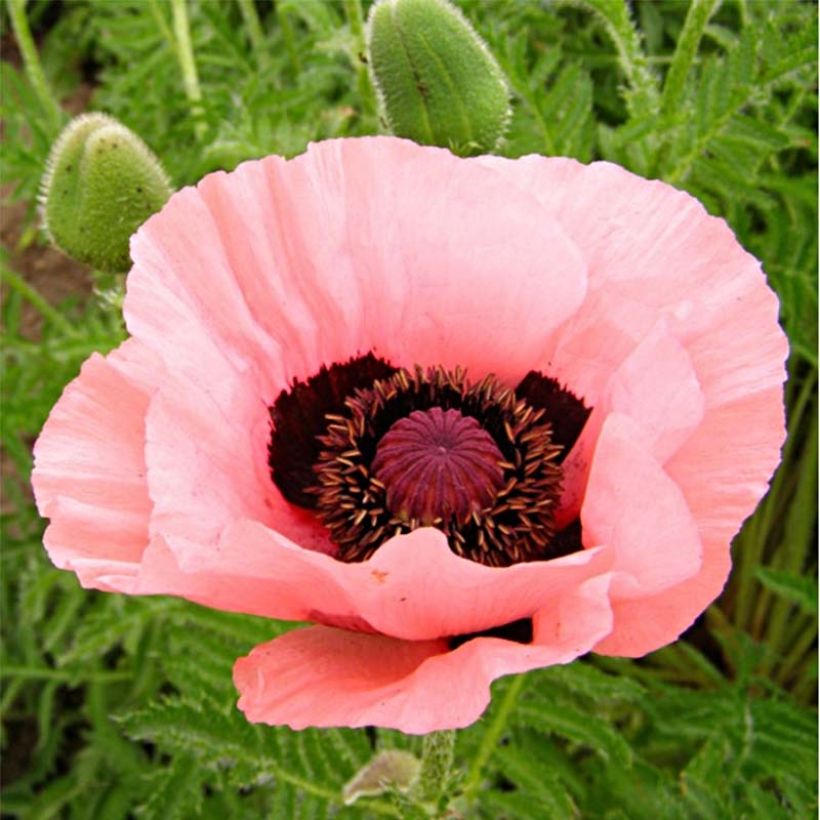 Pavot d'Orient Helen Elisabeth - Papaver orientale (Flowering)
