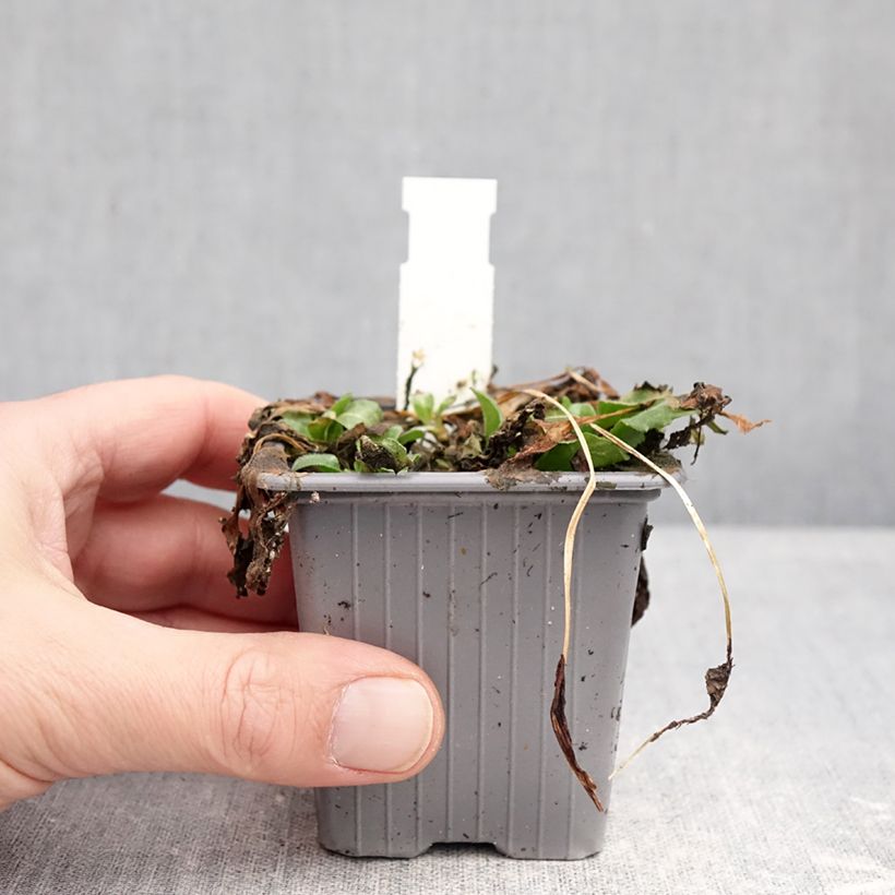 Spécimen de Pâquerette - Bellis perennis Godet de 8/9 cm tel que livré en hiver