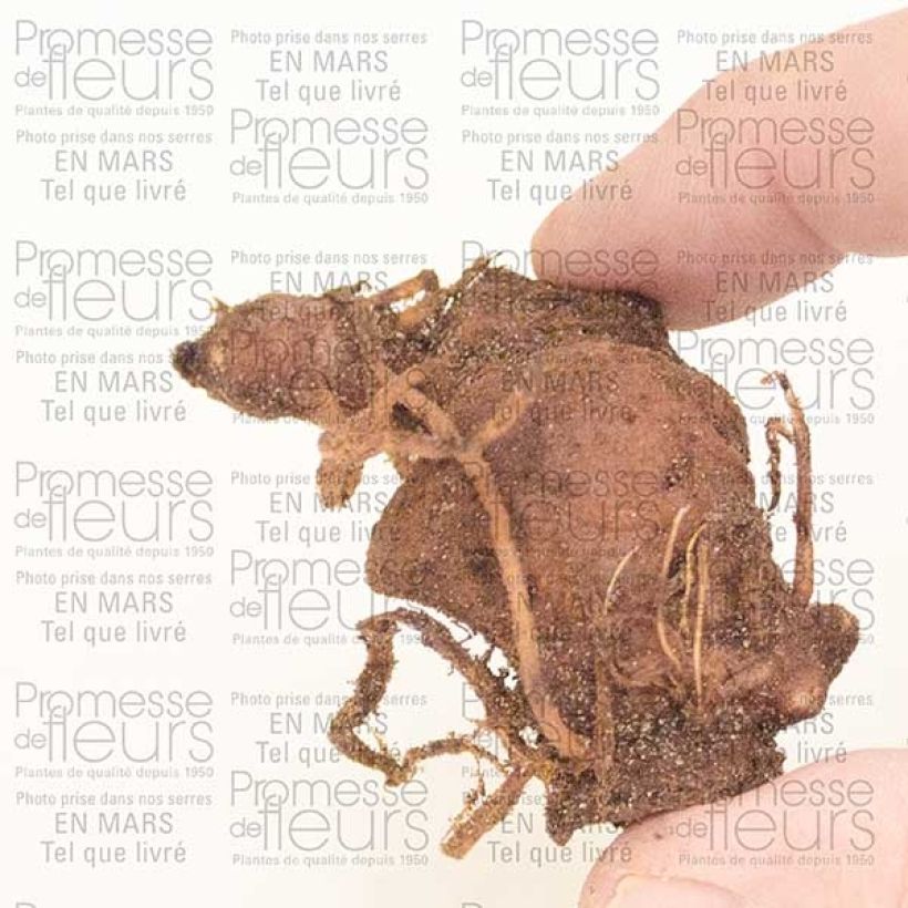 Exemple de spécimen de Paris polyphylla Bulbe tel que livré