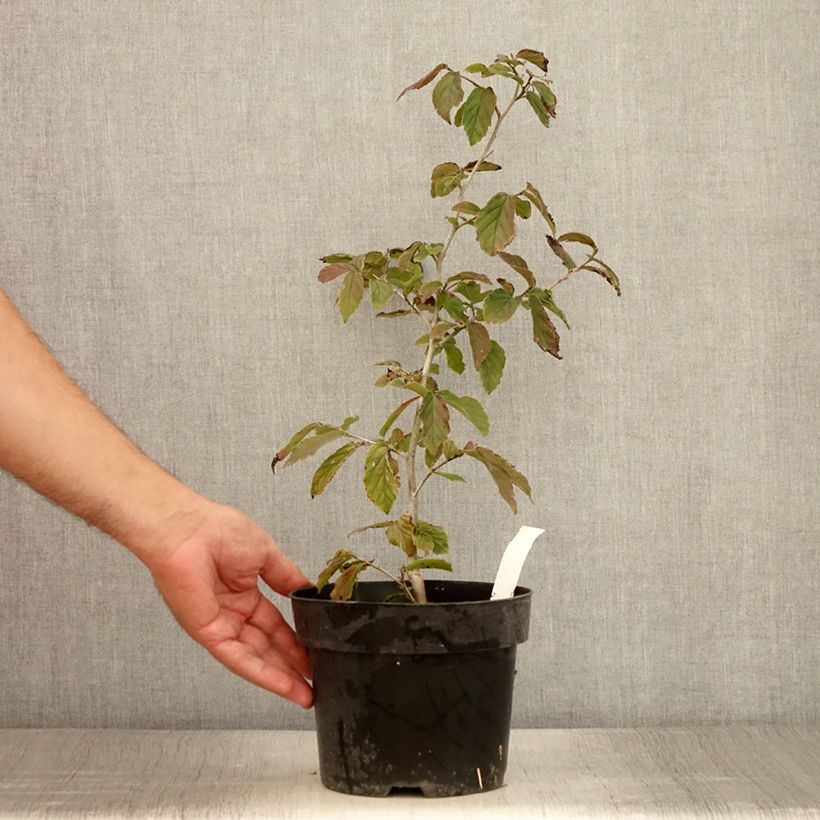 Example of Parrotia persica Bella - Arbre de fer Pot de 3L/4L as you get in ete