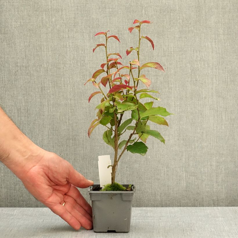 Spécimen de Parrotia persica Persian Spire - Arbre de fer Godet de 8/9 cm tel que livré au printemps